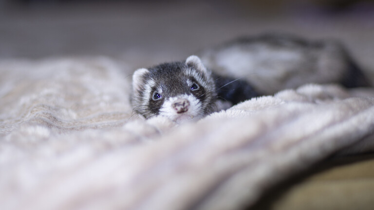 الولايات المتحدة.. استنساخ حيوانين مهددين بالانقراض باستخدام جينات مجمدة من عام 1988 الولايات المتحدة.. استنساخ حيوانين مهددين بالانقراض باستخدام جينات مجمدة من عام 1988